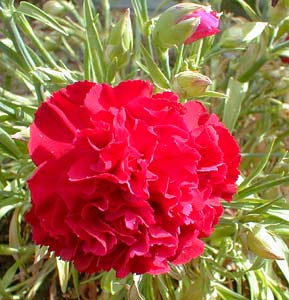 Red Carnation