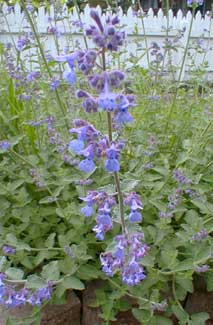 Catmint