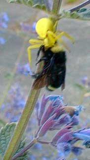 Spider with Bee