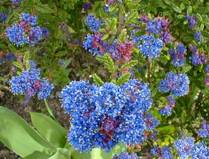 Ceanothus