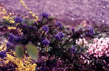 Ceanothus