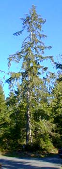 Western Red Cedar