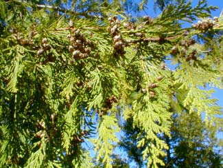 Western Red Cedar