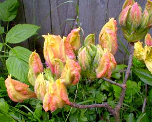 Centennial Azalea