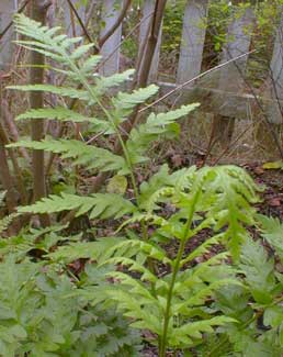 Giant Chain Fern