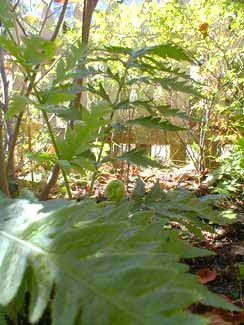 Giant Chain Fern