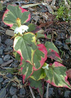 Chameleon Herb