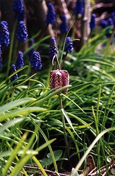 Checkered Lily