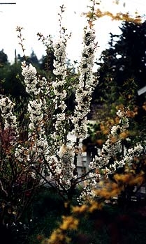 Rainier Cherry