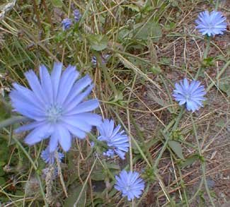 Chicory