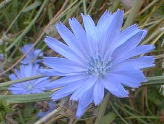 Chicory