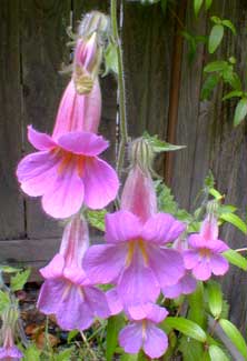 Chinese Foxglove