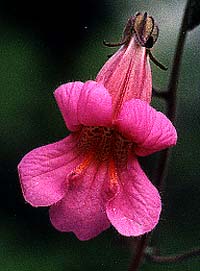 Chinese Foxglove