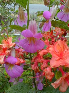 Chinese Foxglove