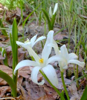 Chionodoxa