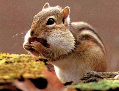 Chipmunk