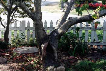 Choke Cherry Crotch