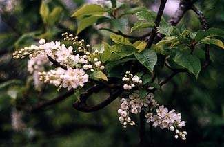 Choke Cherry Bloom