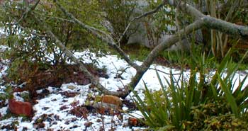 Chokecherry