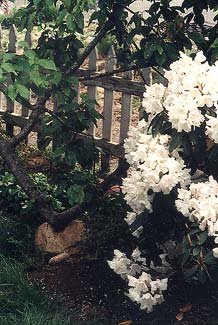 Choke Cherry's Elbow