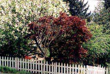 Choke Cherry and Maple