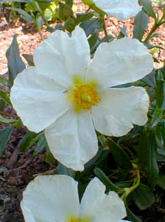 Rockrose