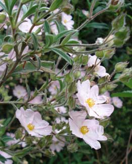 Skanberg's Rockrose