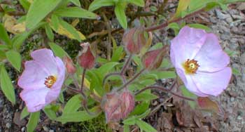 Skanberg's Rockrose