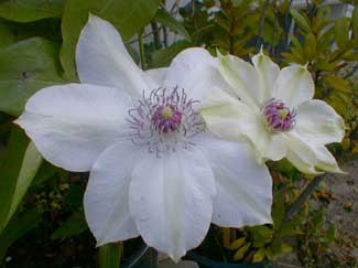 Clematis