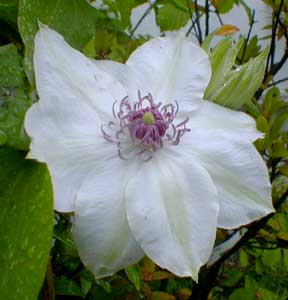 Clematis