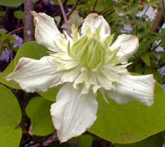 Clematis