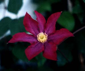 Clematis