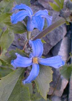 Alblo