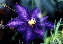 Clematis