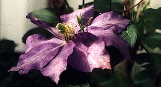 Clematis