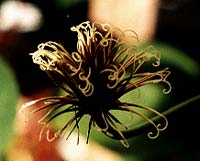 Clematis Seed