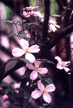 Clematis