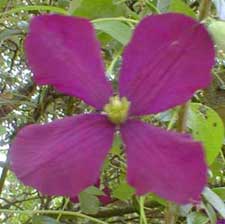 Etoile Violette
