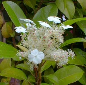 Evergreen Hydrangea