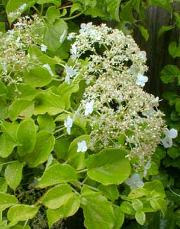 Climbing Hydrangea