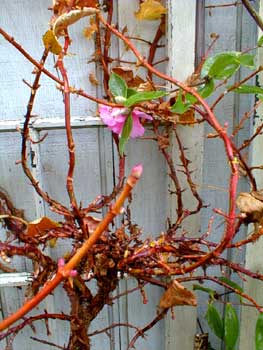 Climbing Hydrangea