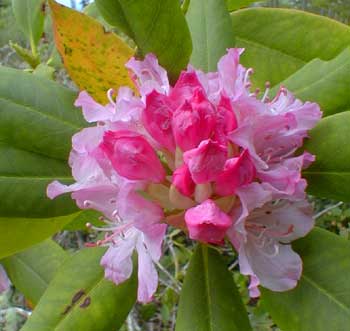 Pacific Rhododendron