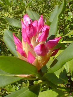 Pacific Rhododendron