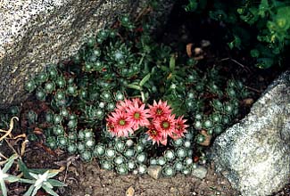 Houseleek Bloom