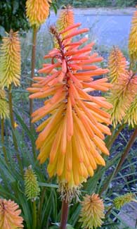 Torch Lily