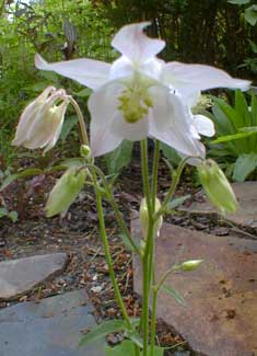 White Columbine