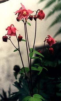 Columbine