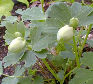 Fan Columbine