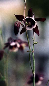 William Guiness Columbine