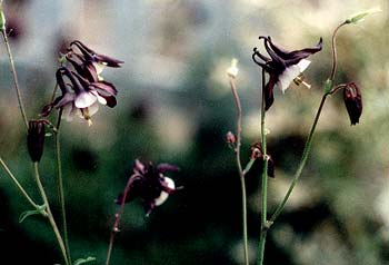 William Guiness Columbine